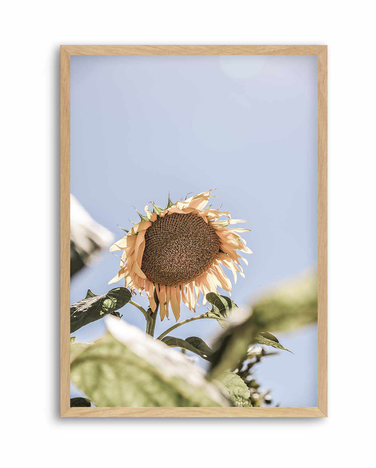 Sun Bloom Shot By Clint | Art Print from Olive et Oriel where you can shop wallpaper and artworks online