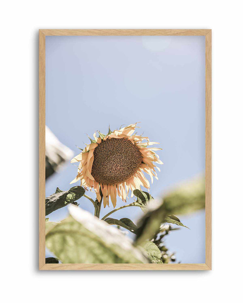 Sun Bloom Shot By Clint | Art Print