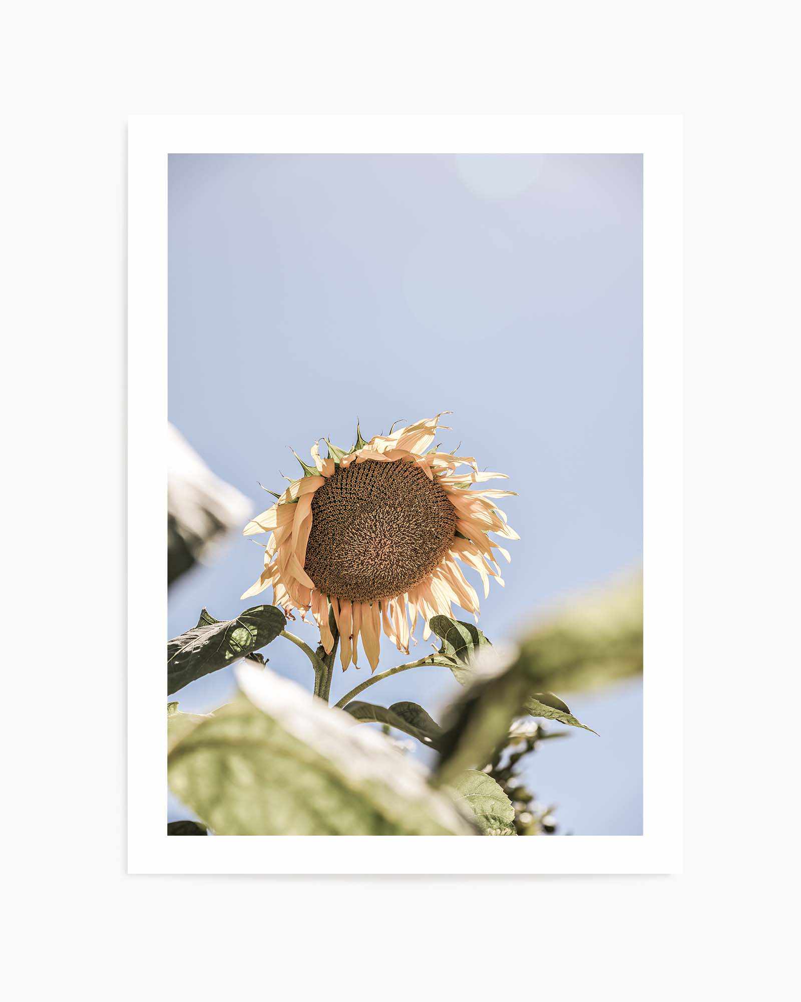 Sun Bloom Shot By Clint | Art Print from Olive et Oriel where you can shop wallpaper and artworks online