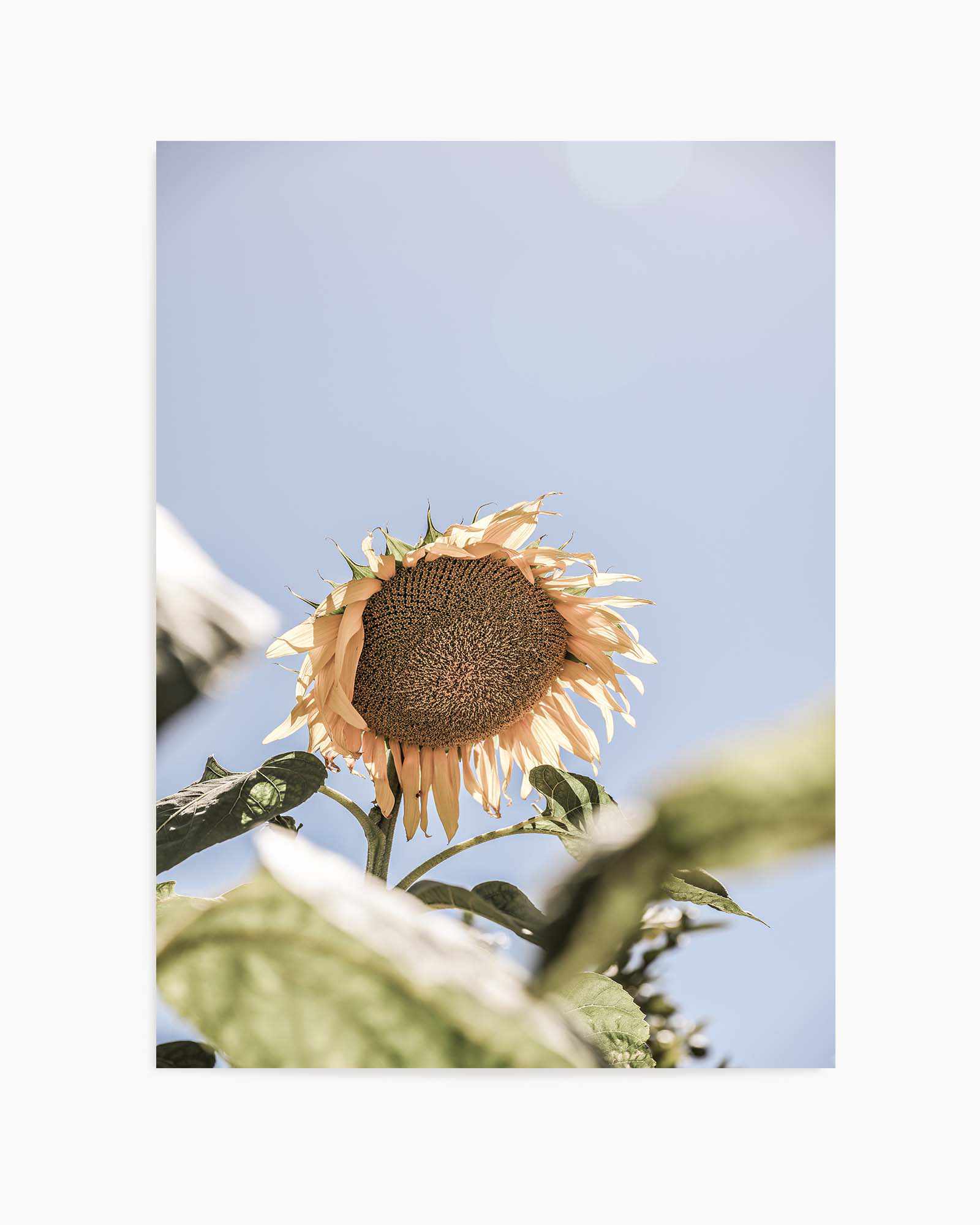 Sun Bloom Shot By Clint | Art Print from Olive et Oriel where you can shop wallpaper and artworks online