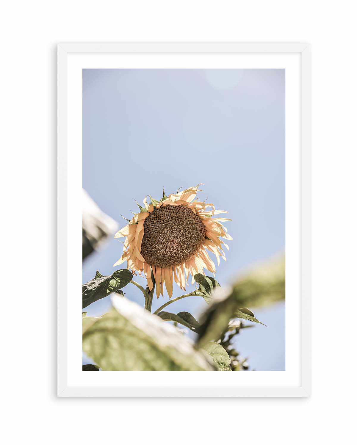 Sun Bloom Shot By Clint | Art Print from Olive et Oriel where you can shop wallpaper and artworks online