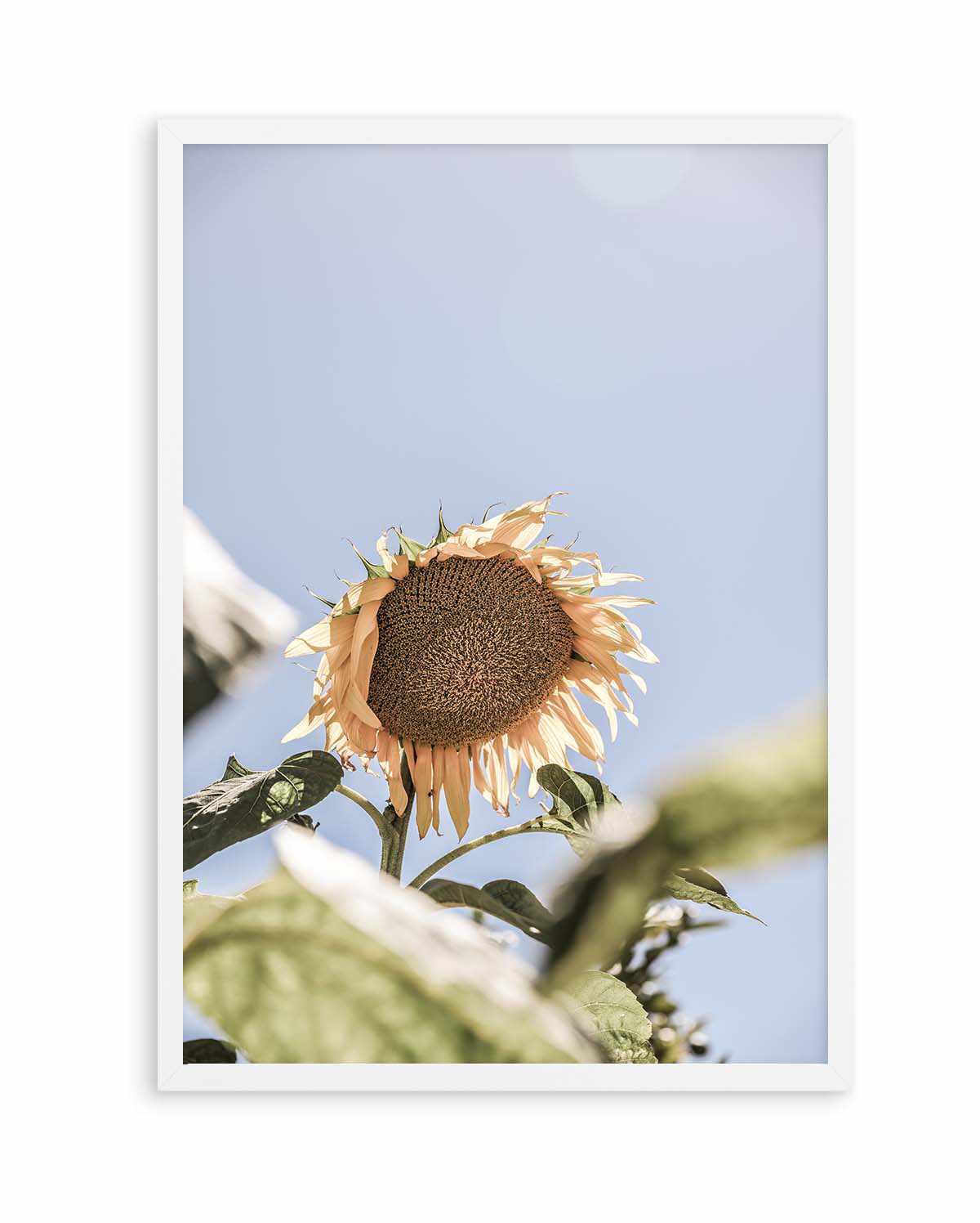 Sun Bloom Shot By Clint | Art Print from Olive et Oriel where you can shop wallpaper and artworks online