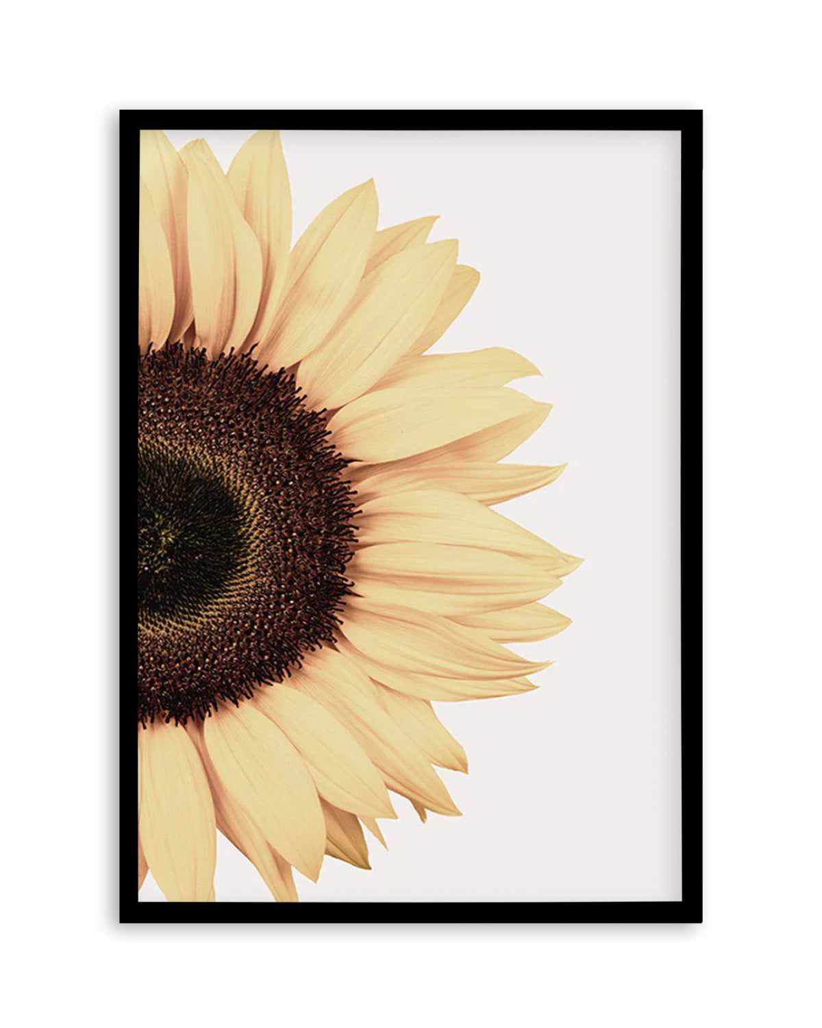 Sunflower Art Print