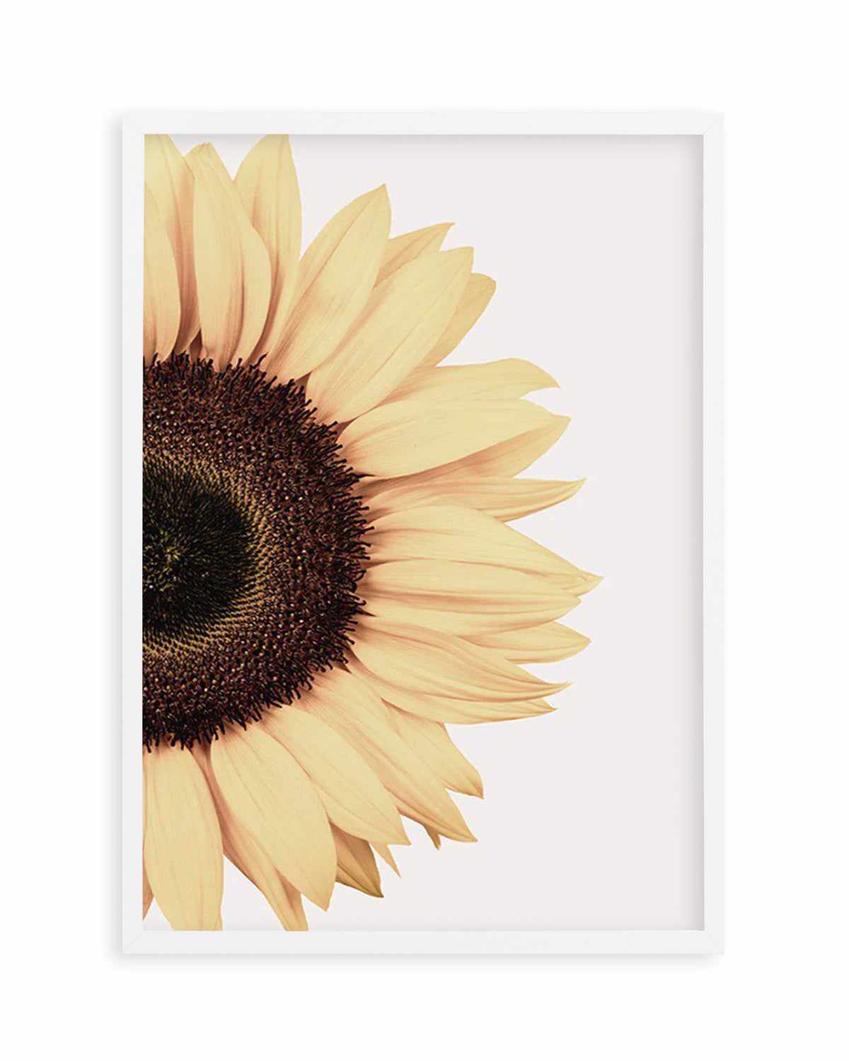 Sunflower Art Print