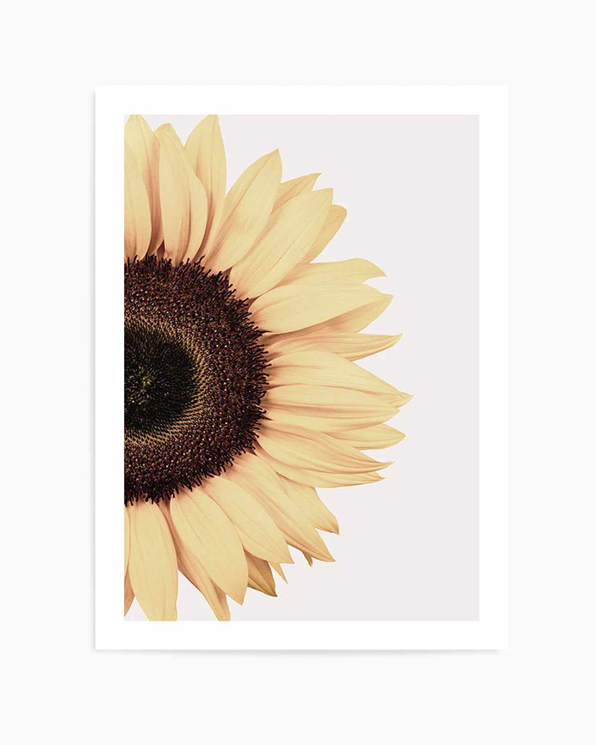 Sunflower Art Print