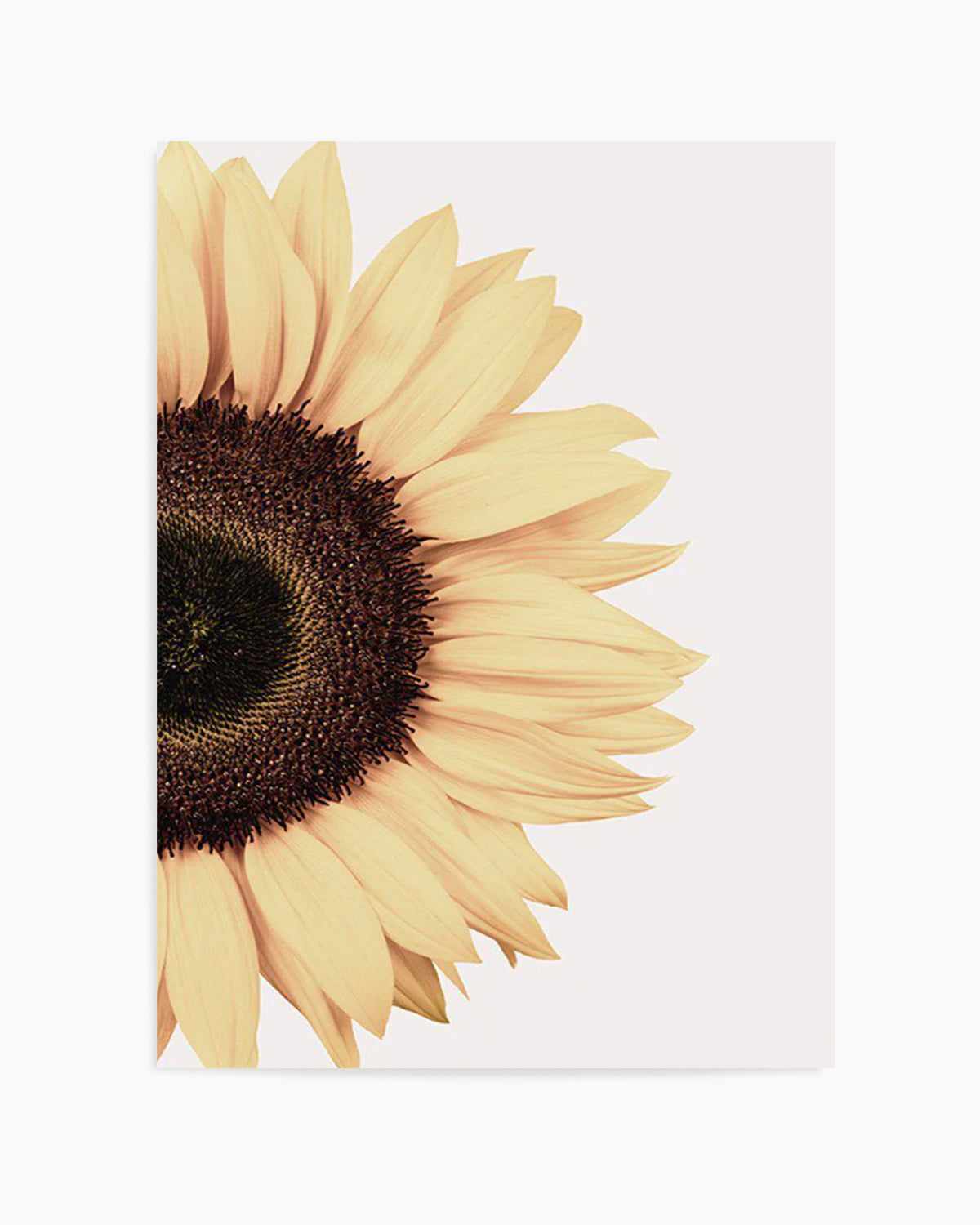 Sunflower Art Print