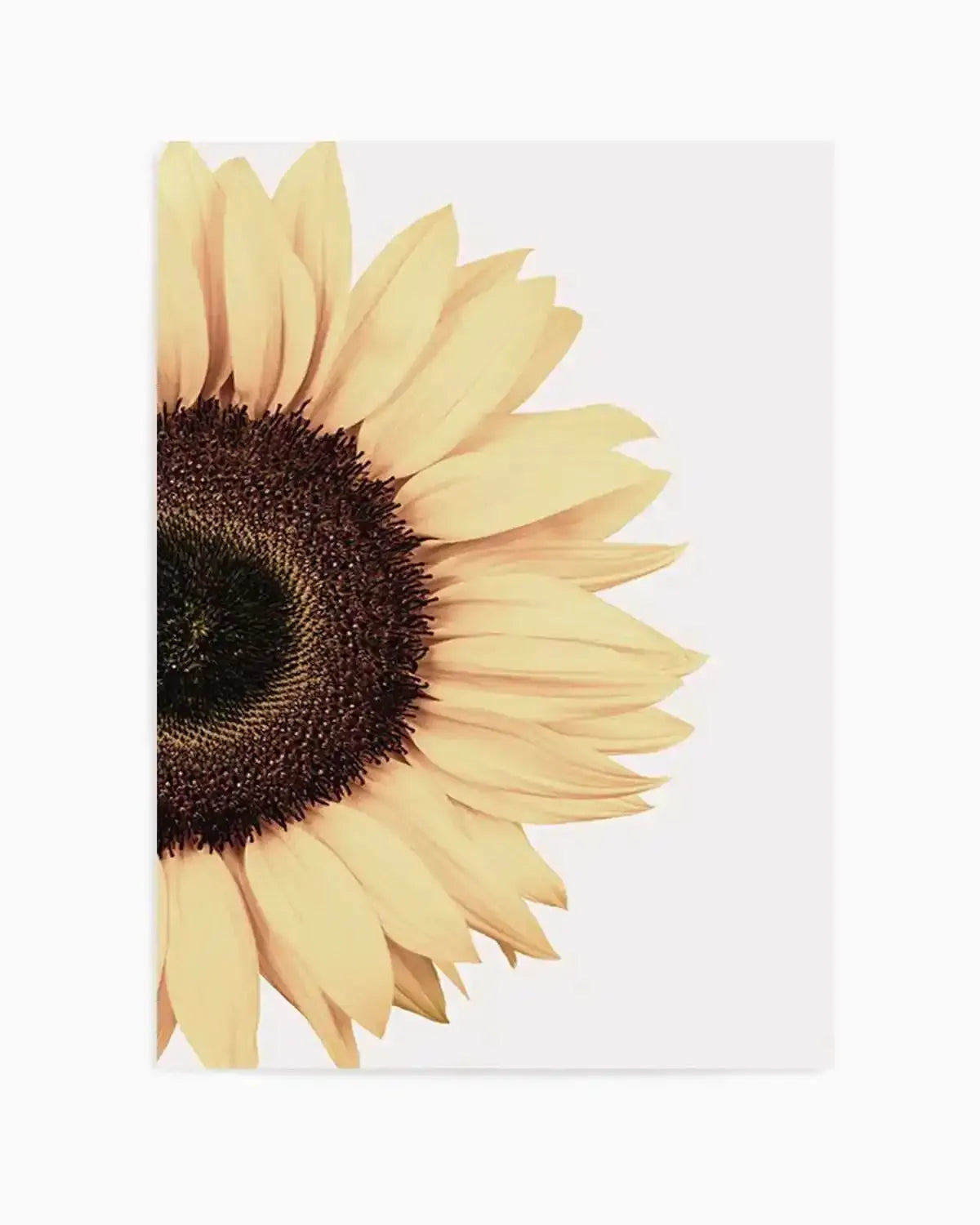 Sunflower Art Print from Olive et Oriel where you can shop wallpaper and artworks online