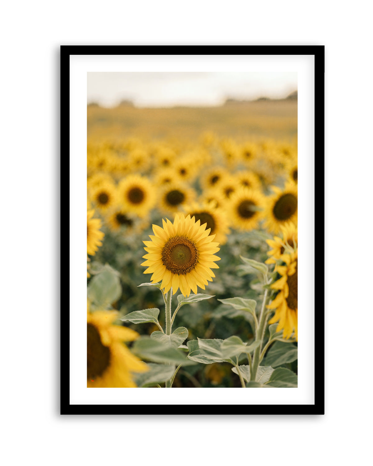 Sunflower Series 01 | Art Print