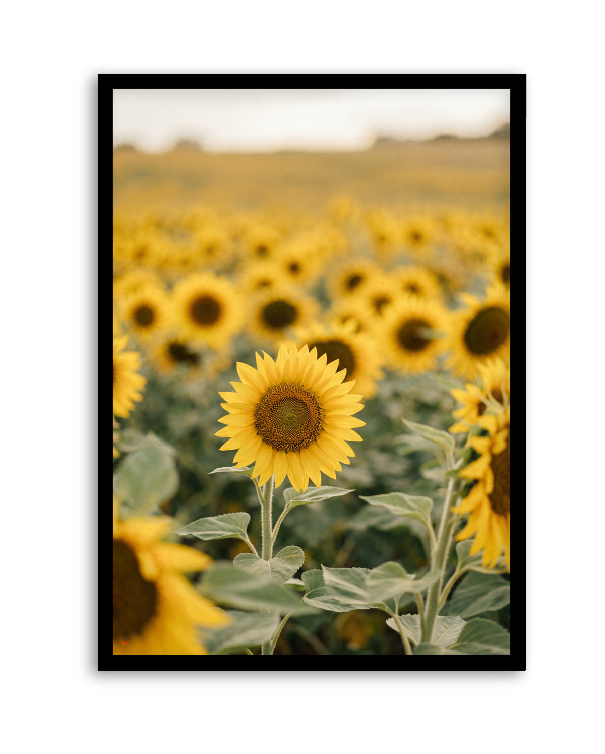 Sunflower Series 01 | Art Print