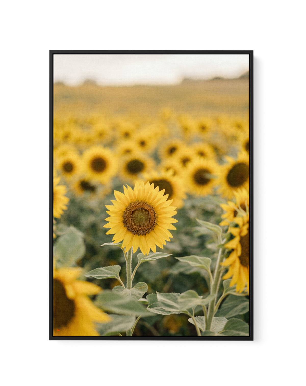 Sunflower Series 01 | Framed Canvas Art Print