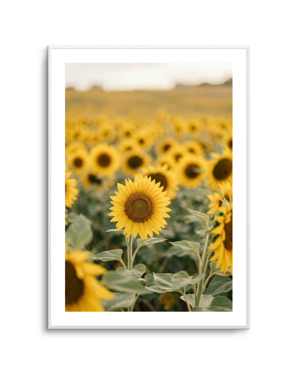 Sunflower Series 01 | Art Print