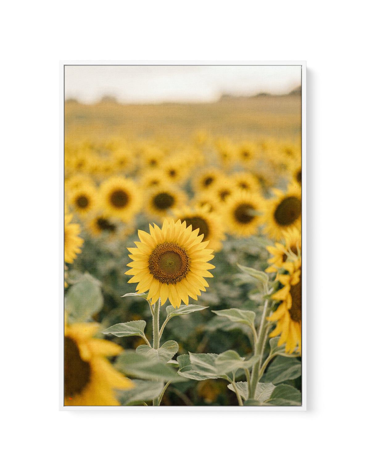 Sunflower Series 01 | Framed Canvas Art Print