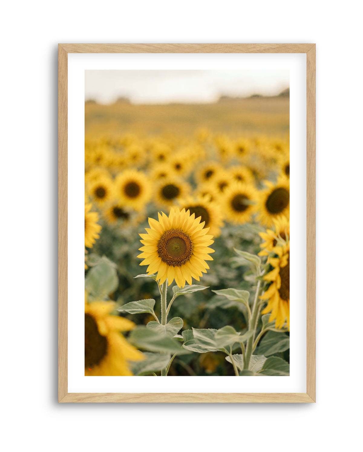 Sunflower Series 01 | Art Print