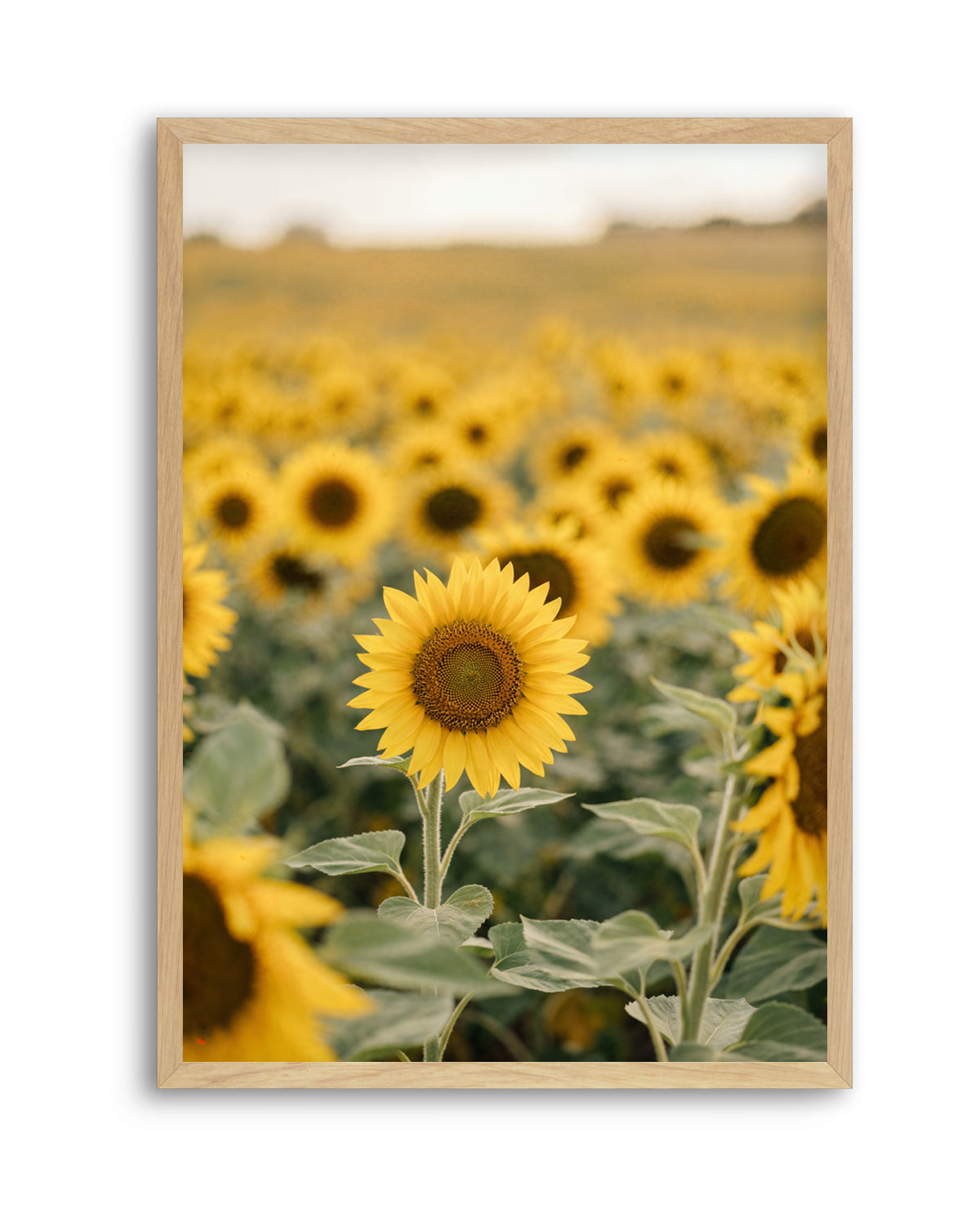 Sunflower Series 01 | Art Print