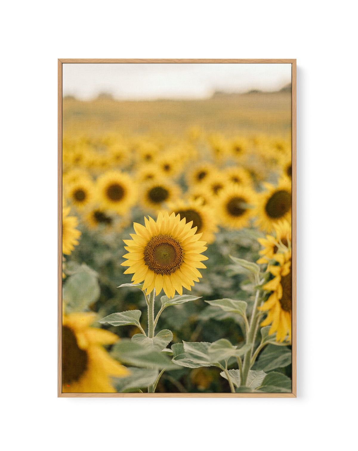 Sunflower Series 01 | Framed Canvas Art Print