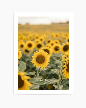 Sunflower Series 01 | Art Print