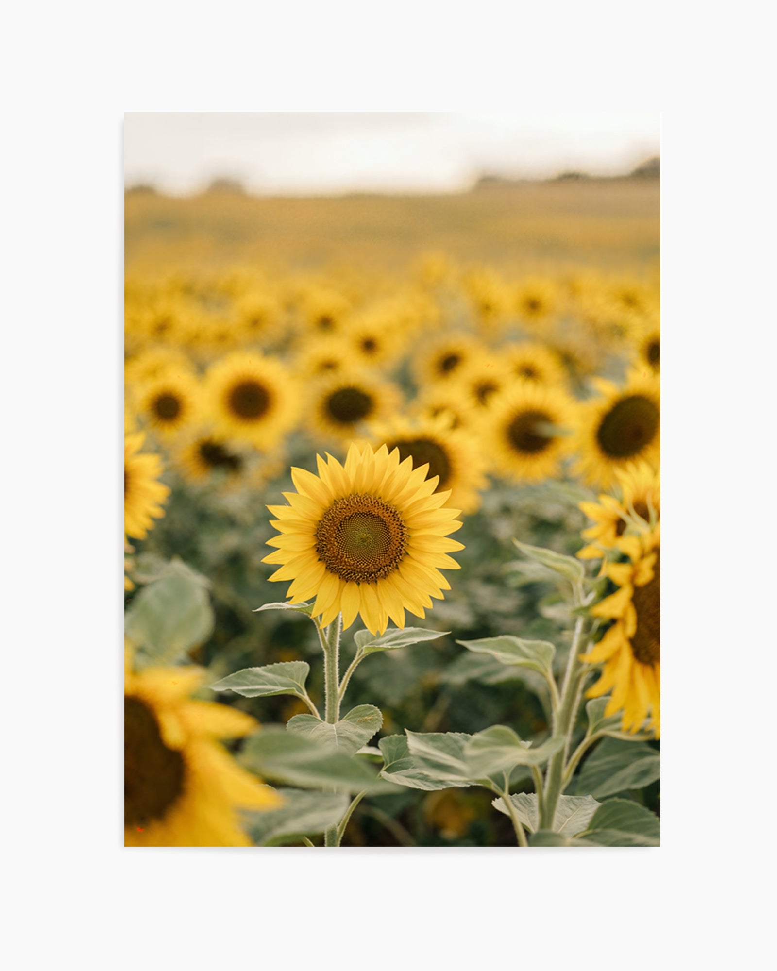 Sunflower Series 01 | Art Print