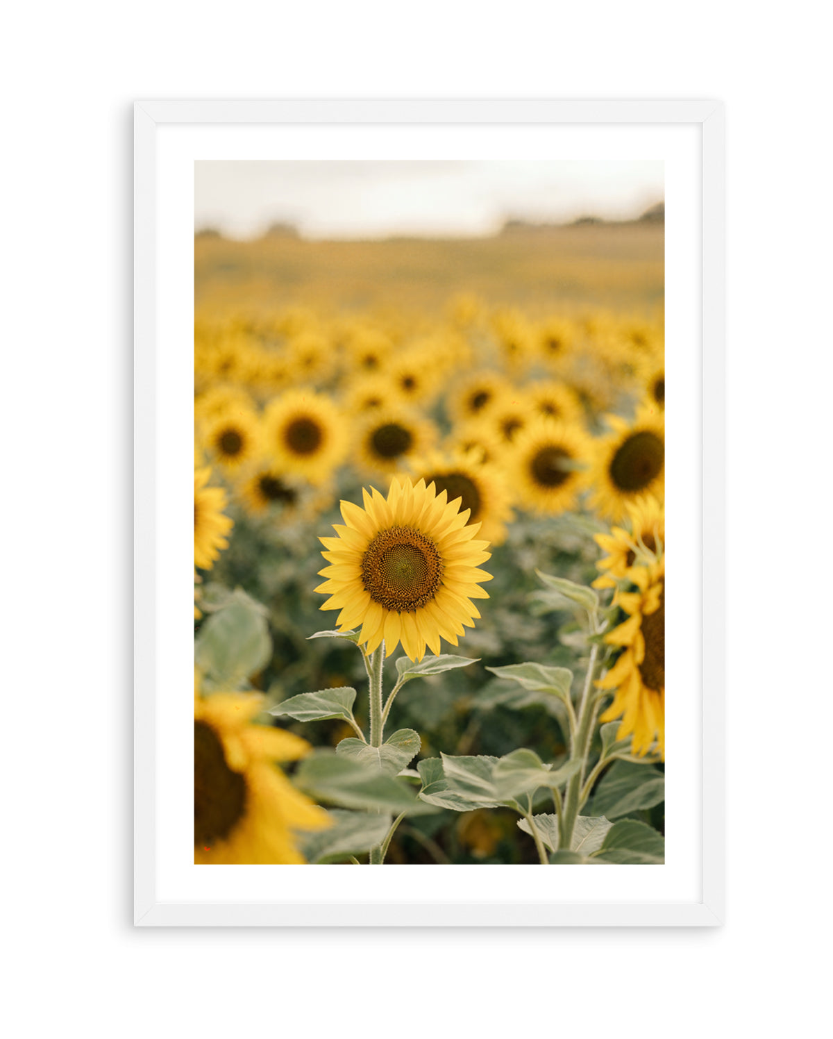 Sunflower Series 01 | Art Print