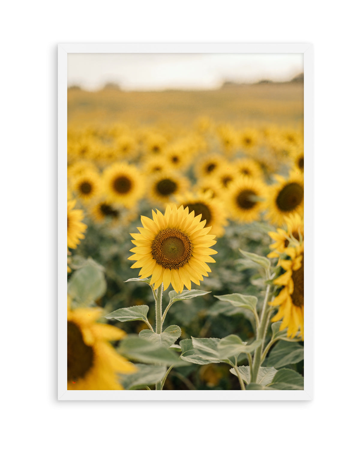 Sunflower Series 01 | Art Print