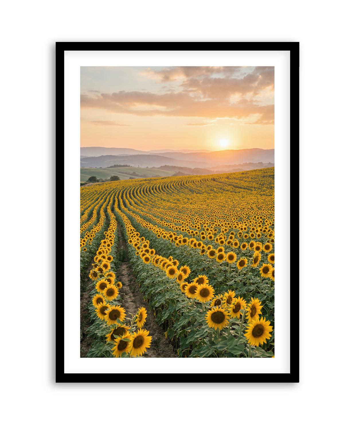 Sunflower Series 02 | Art Print