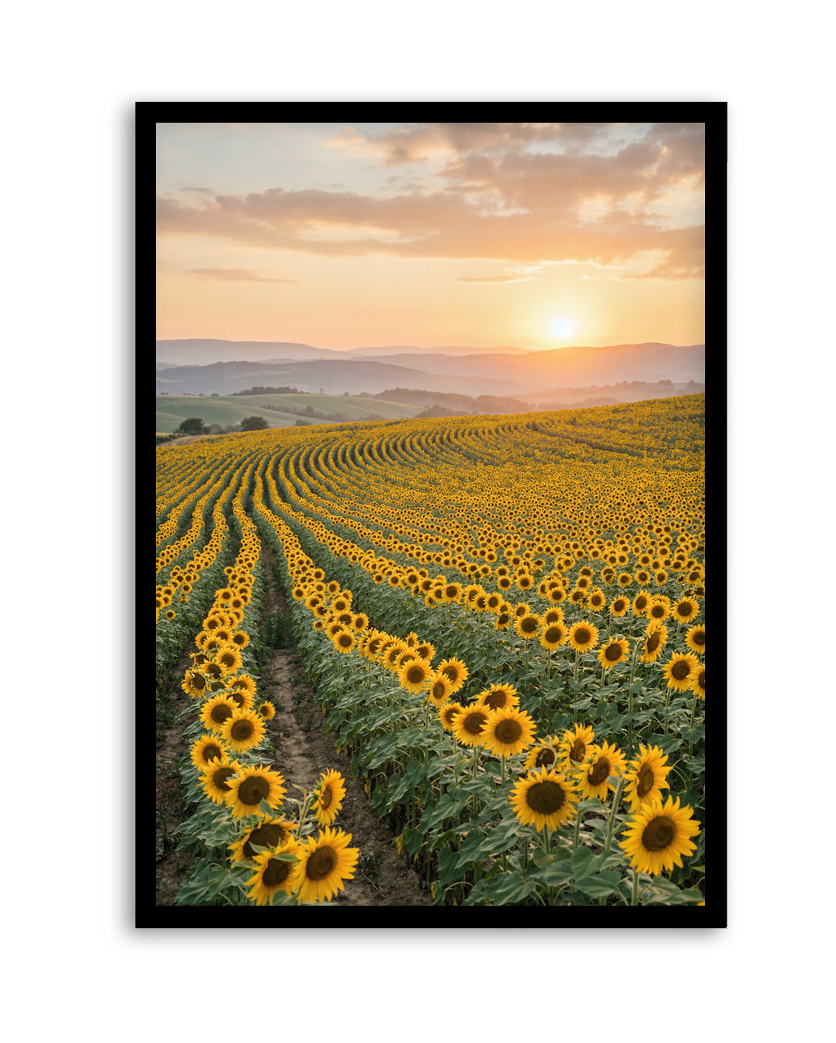 Sunflower Series 02 | Art Print