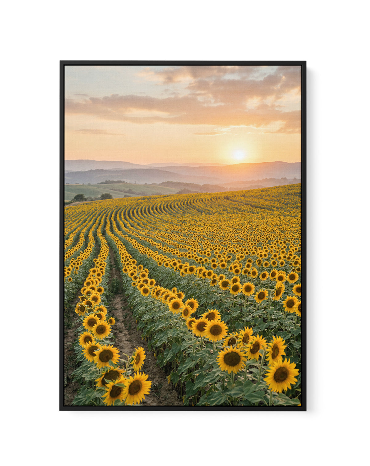 Sunflower Series 02 | Framed Canvas Art Print