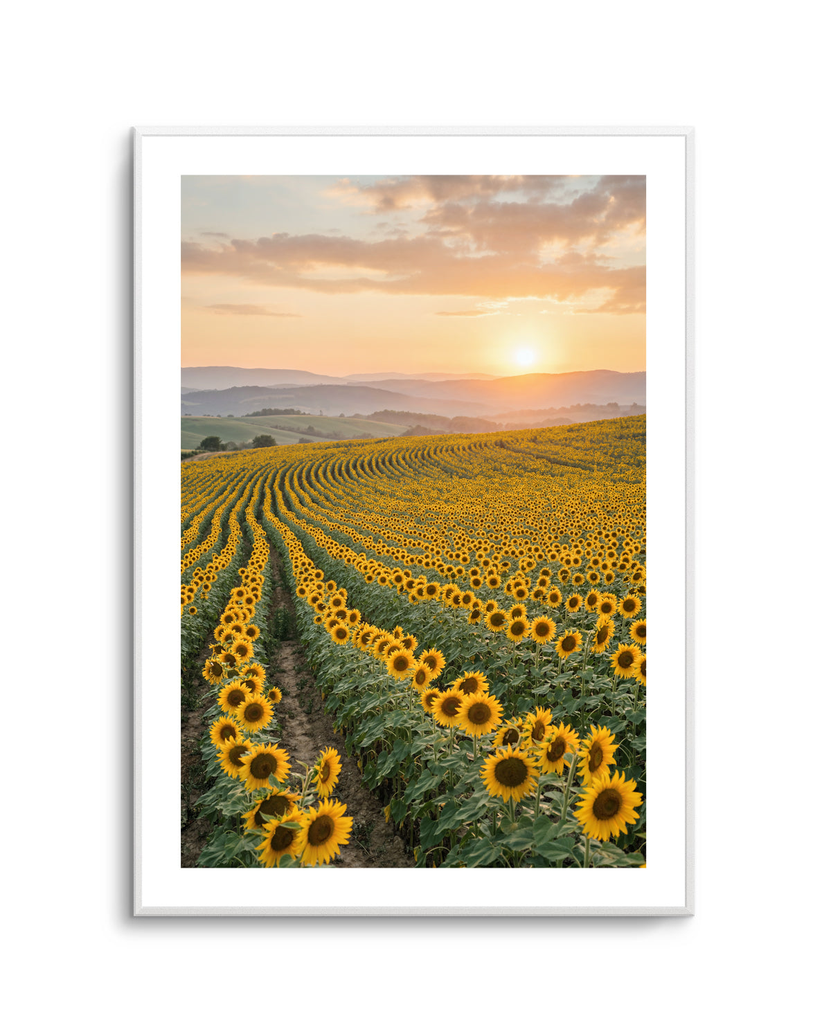 Sunflower Series 02 | Art Print