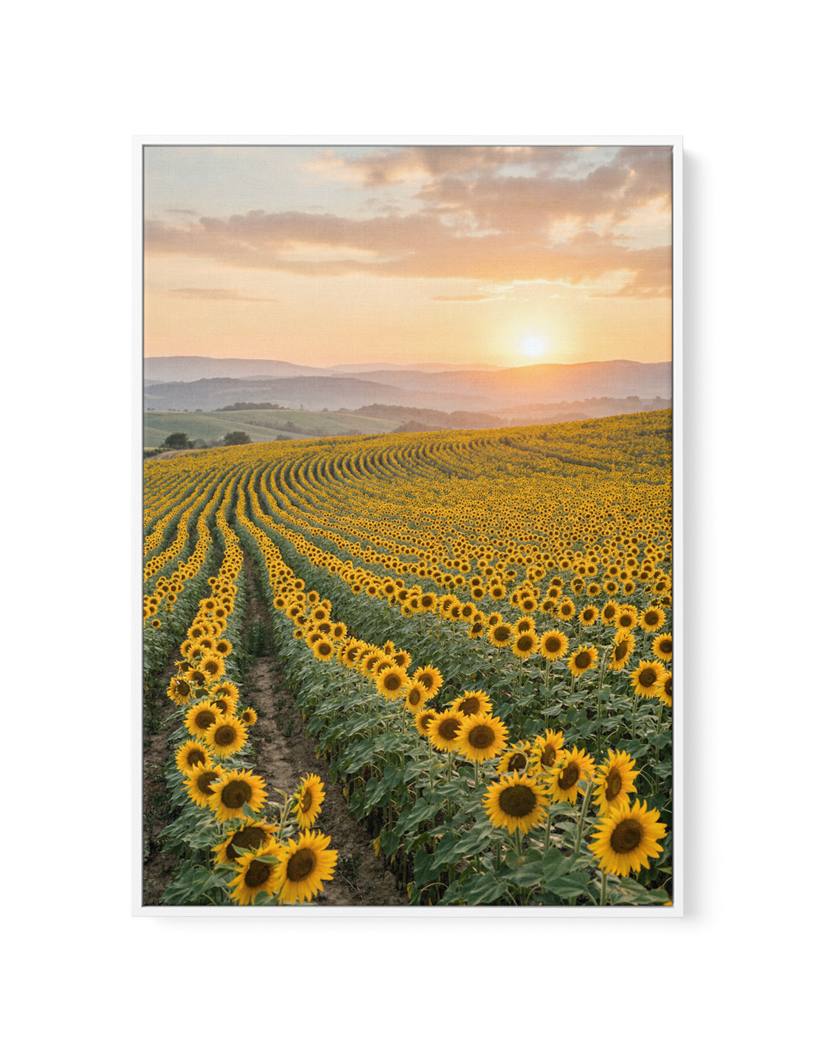 Sunflower Series 02 | Framed Canvas Art Print