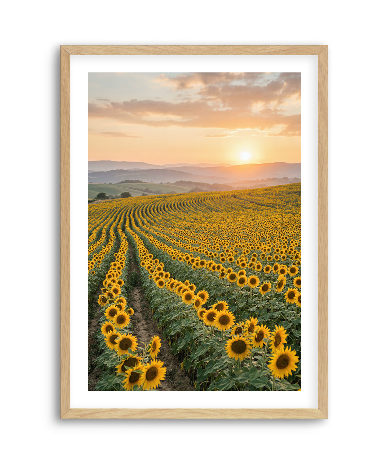 Sunflower Series 02 | Art Print