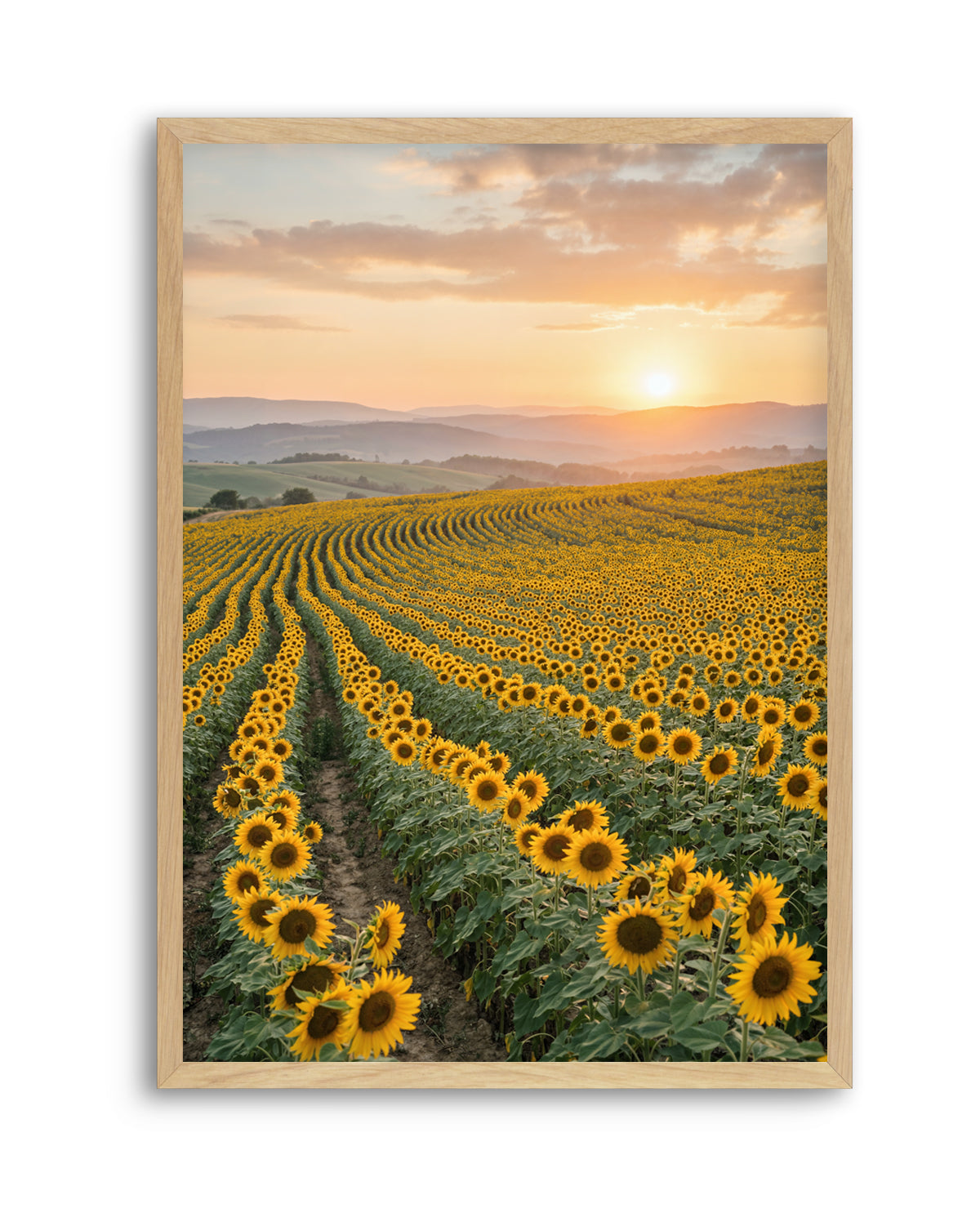 Sunflower Series 02 | Art Print