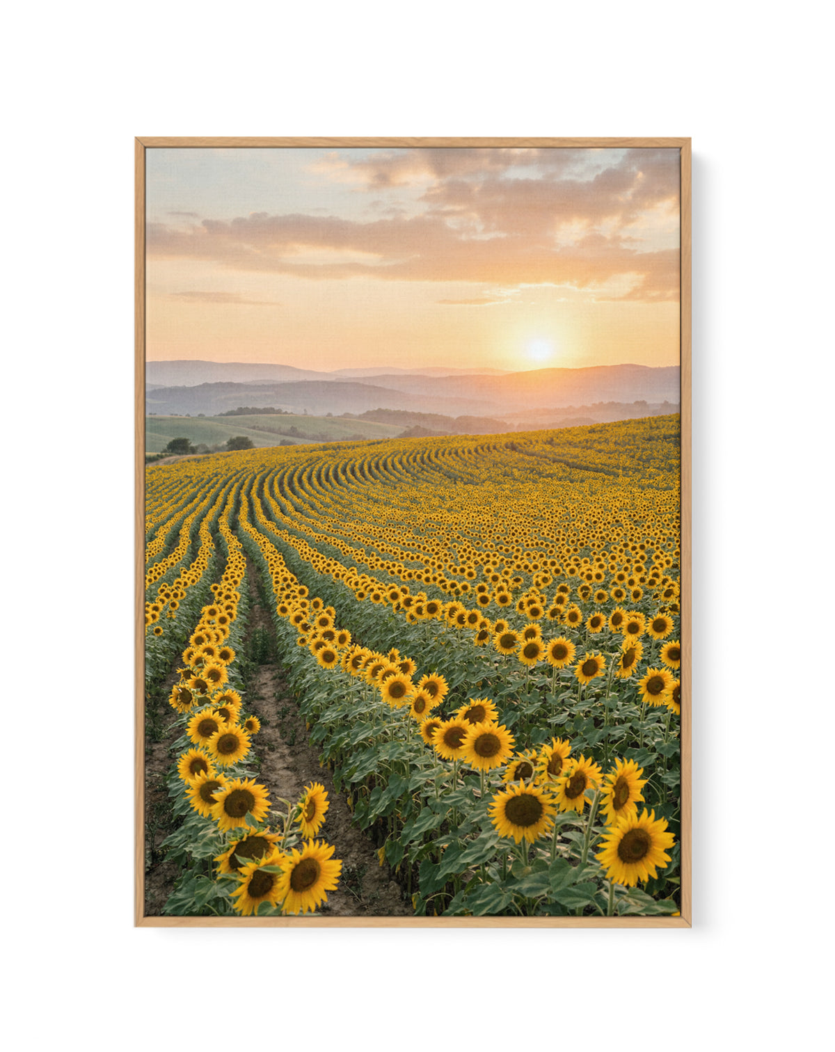 Sunflower Series 02 | Framed Canvas Art Print