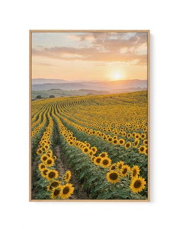 Sunflower Series 02 | Framed Canvas Wall Art