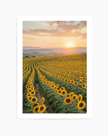Sunflower Series 02 | Art Print