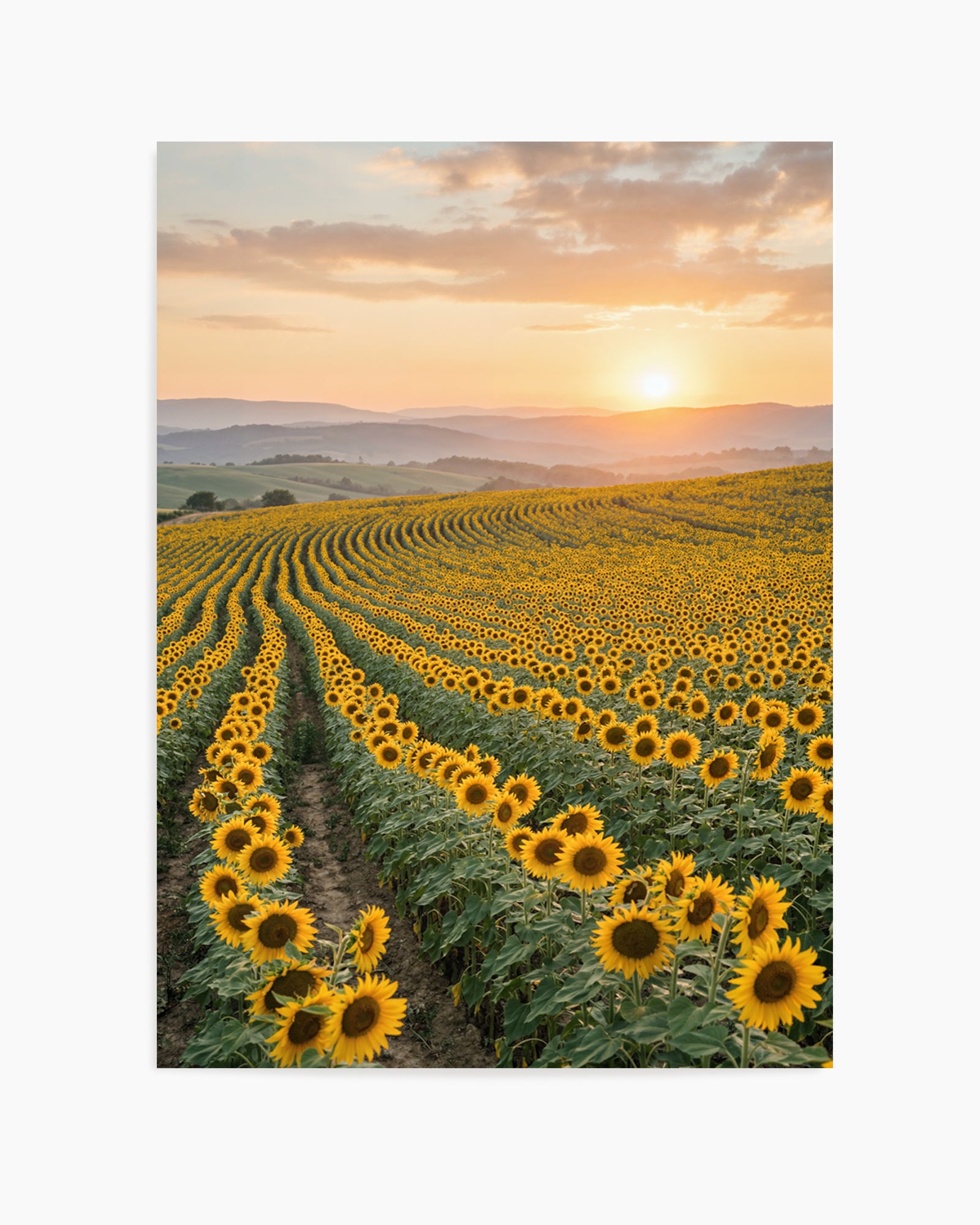 Sunflower Series 02 | Art Print
