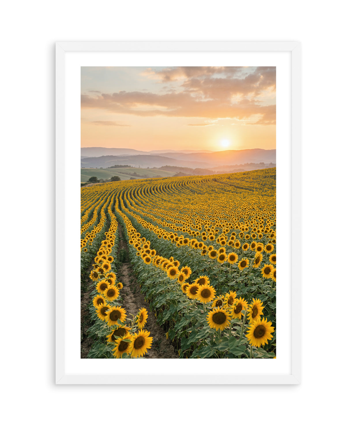 Sunflower Series 02 | Art Print