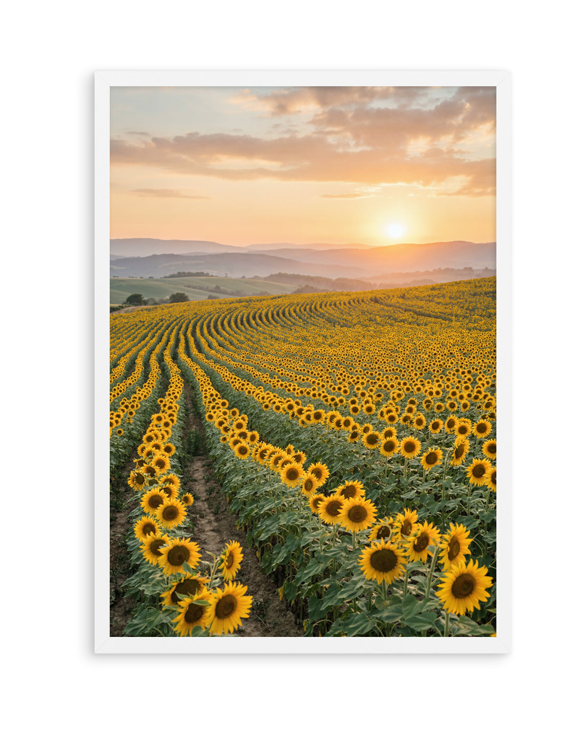 Sunflower Series 02 | Art Print