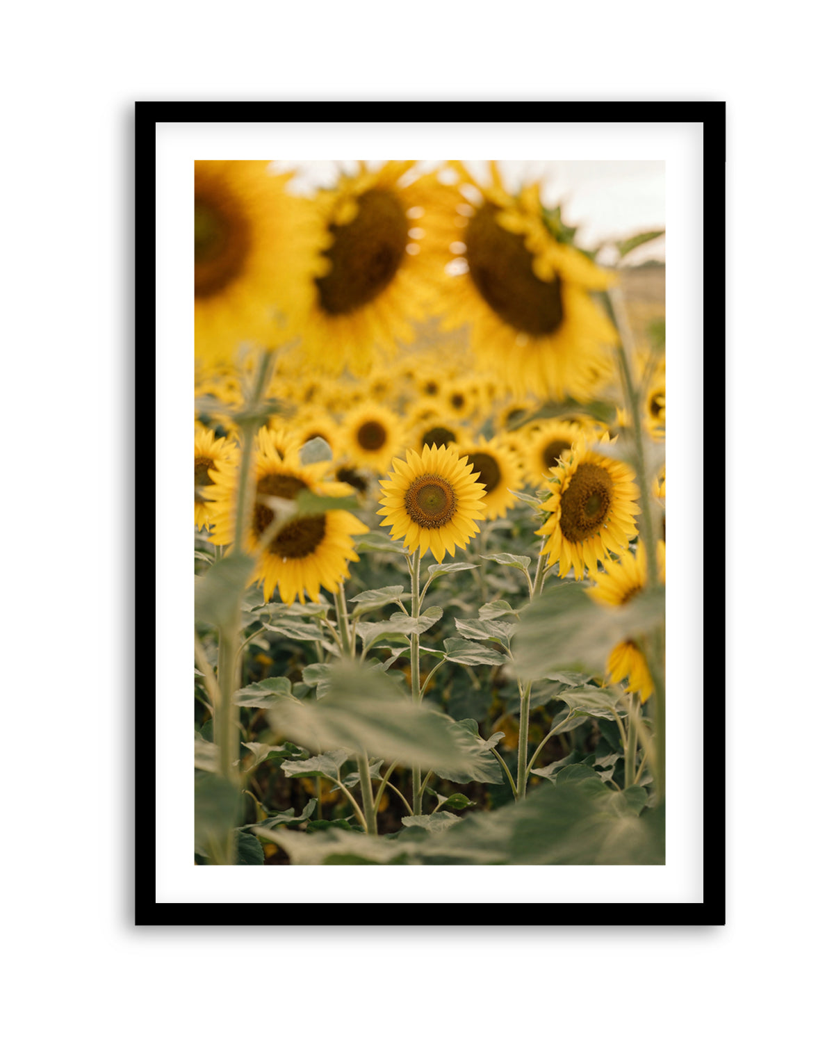 Sunflower Series 03 | Art Print