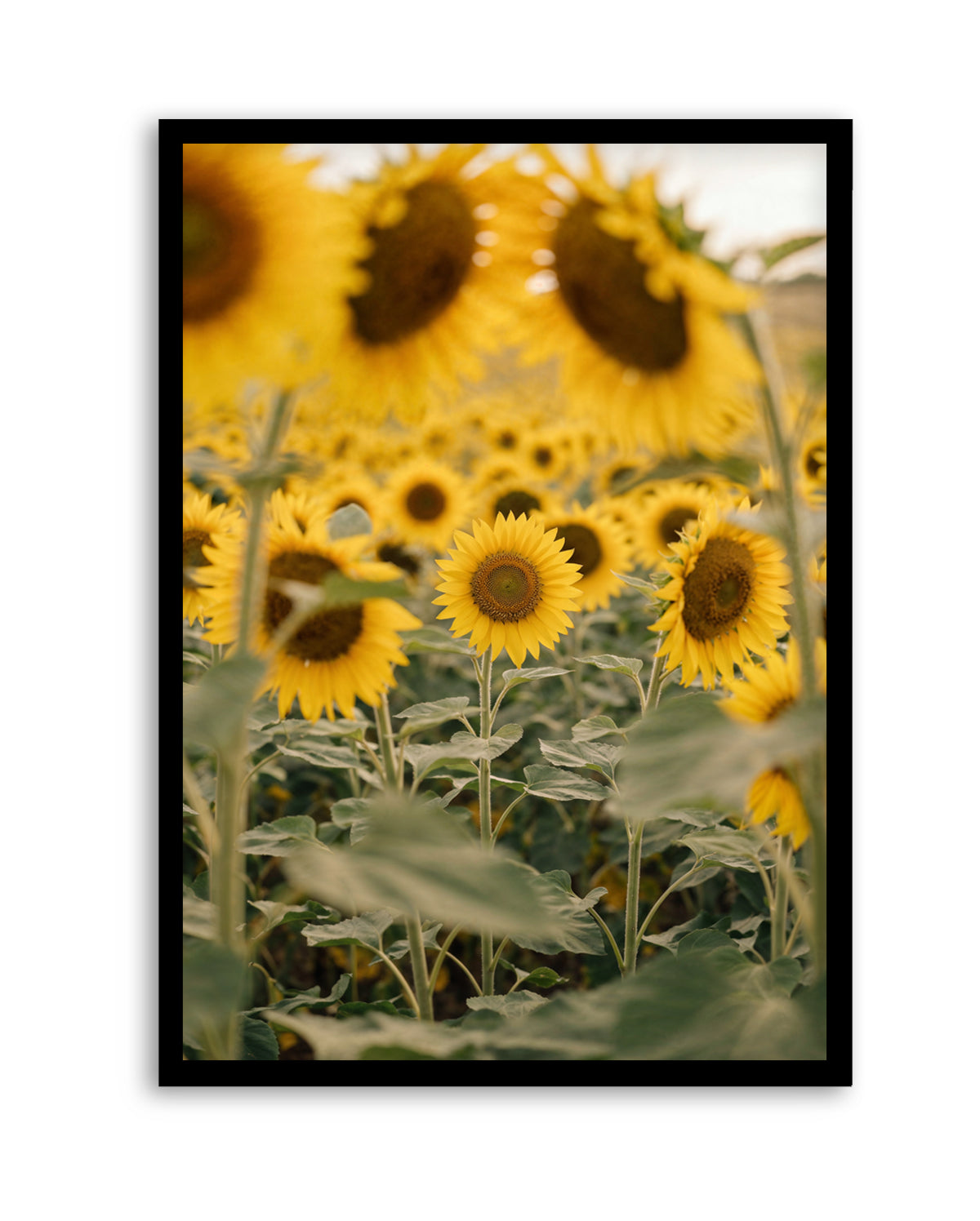 Sunflower Series 03 | Art Print