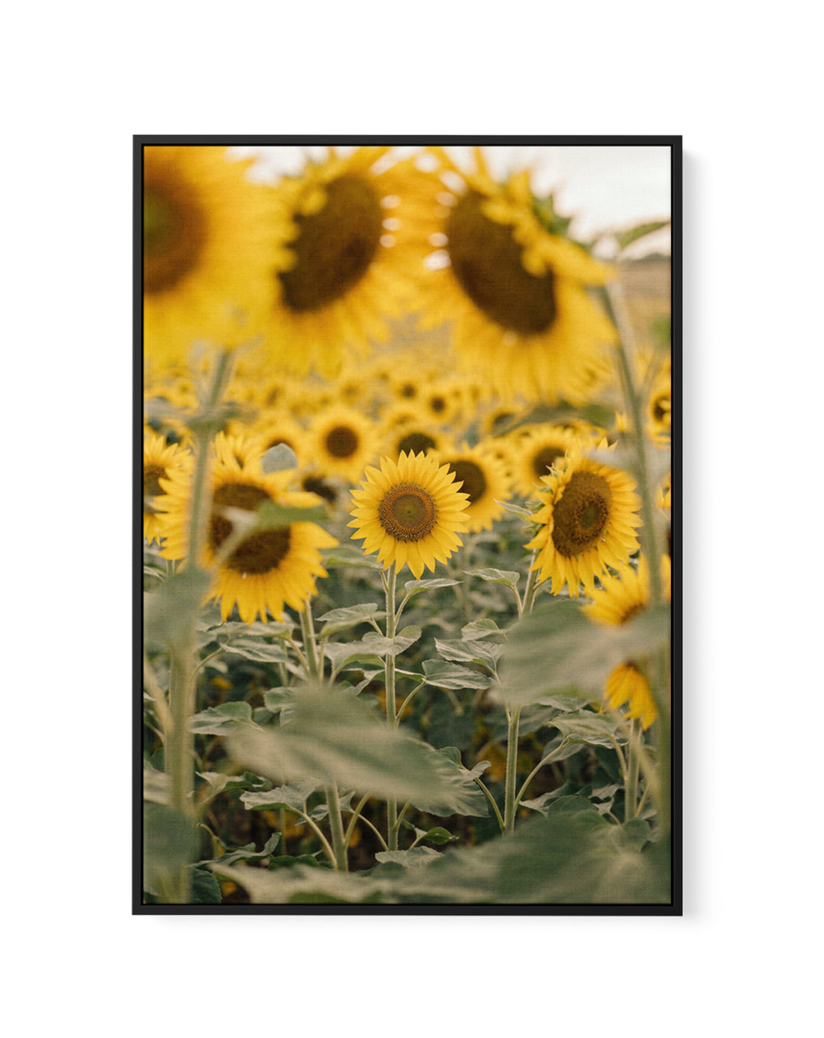 Sunflower Series 03 | Framed Canvas Art Print