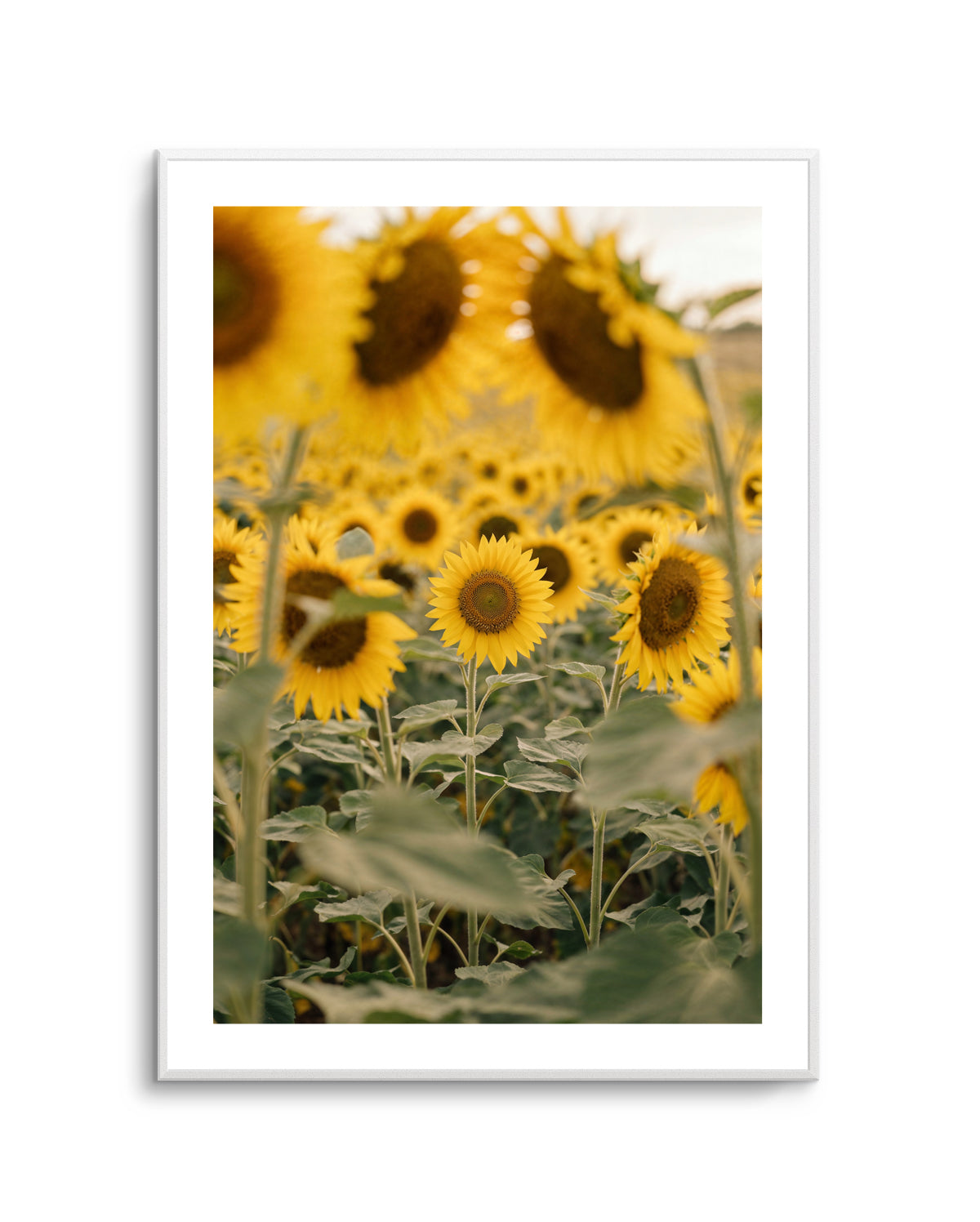 Sunflower Series 03 | Art Print