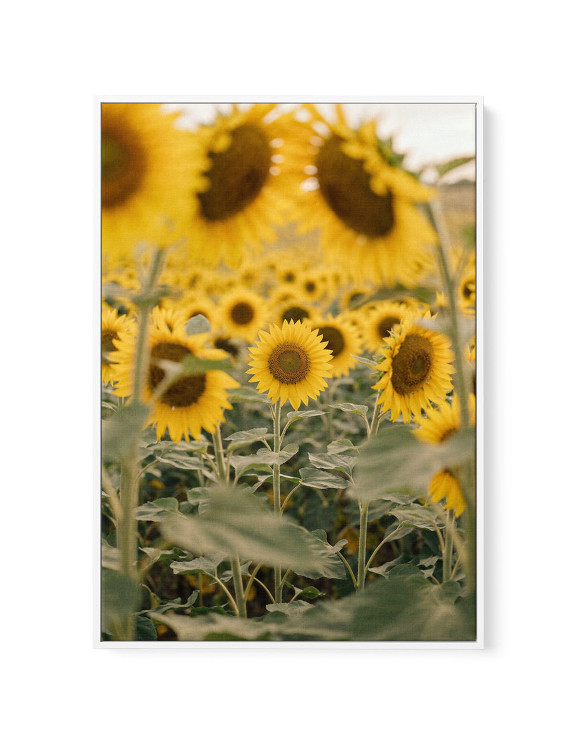 Sunflower Series 03 | Framed Canvas Art Print