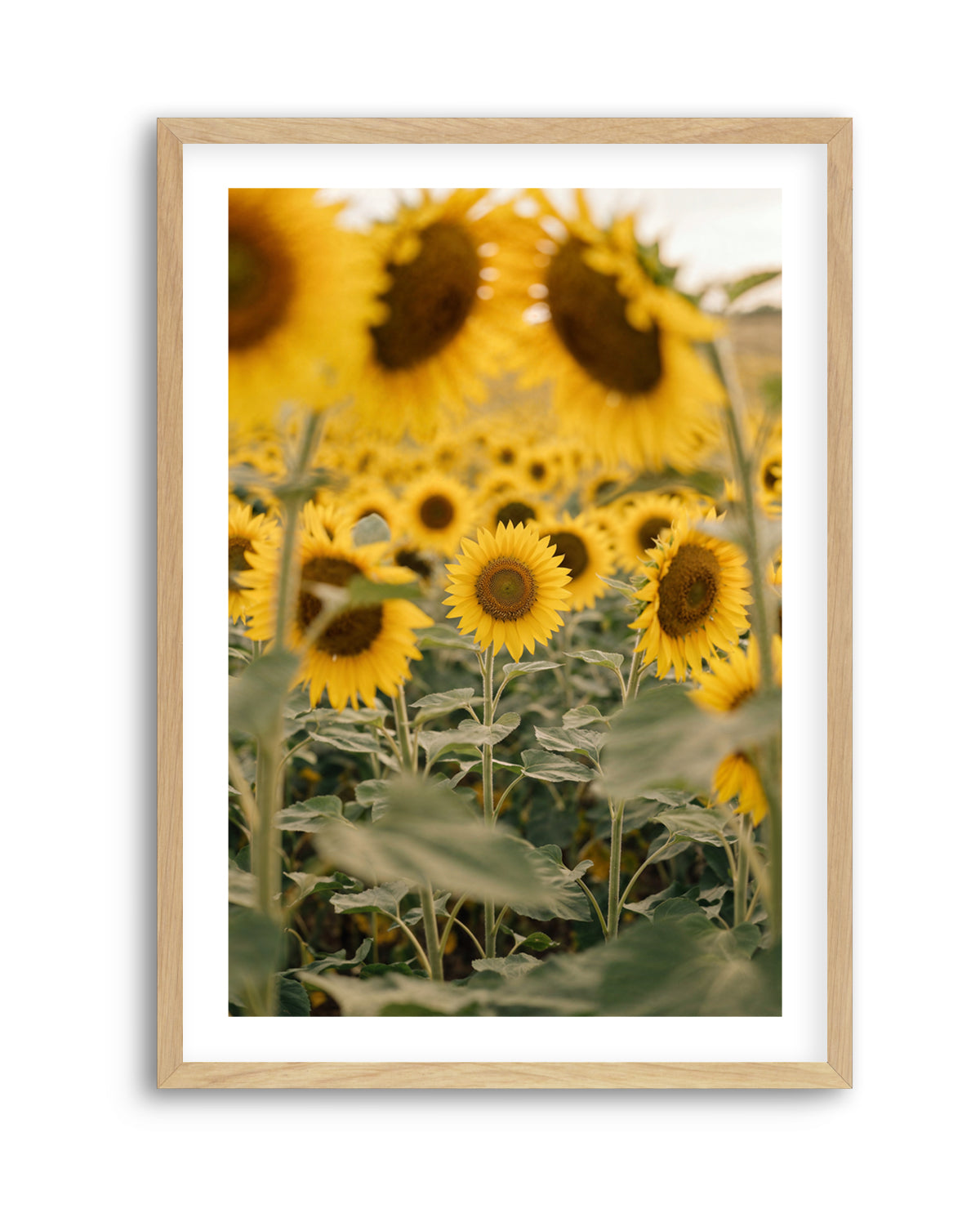 Sunflower Series 03 | Art Print