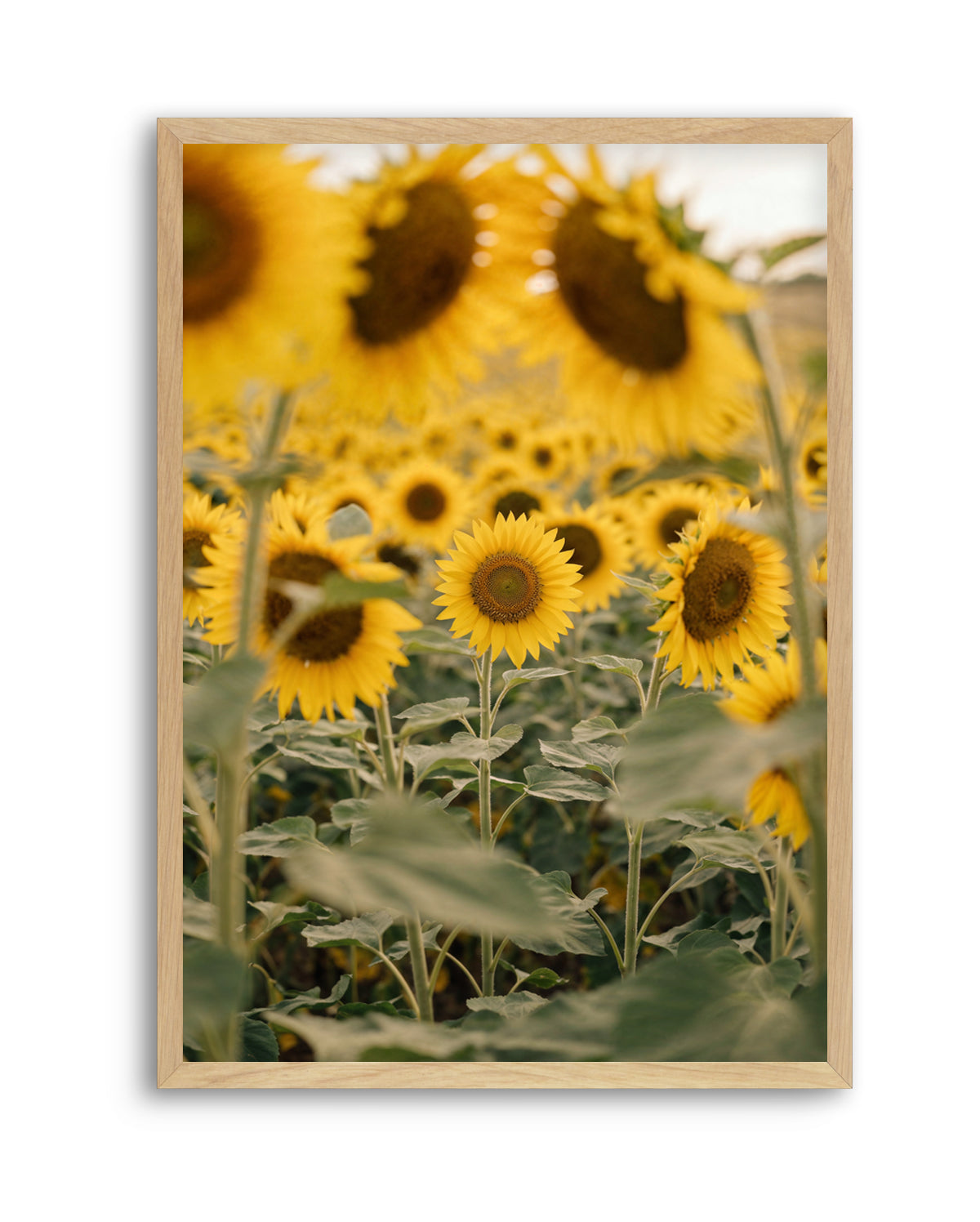 Sunflower Series 03 | Art Print