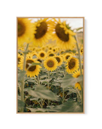 Sunflower Series 03 | Framed Canvas Wall Art