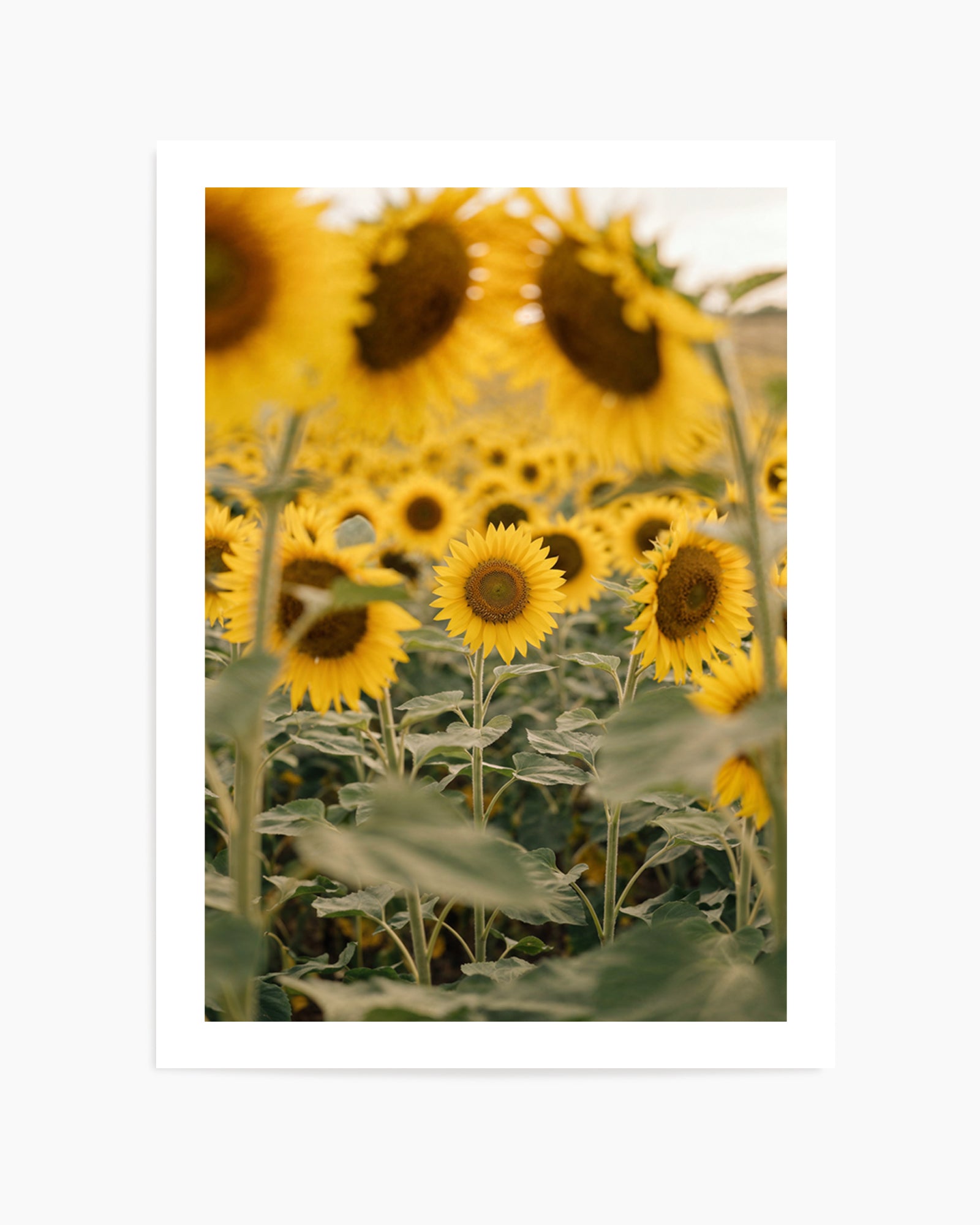 Sunflower Series 03 | Art Print