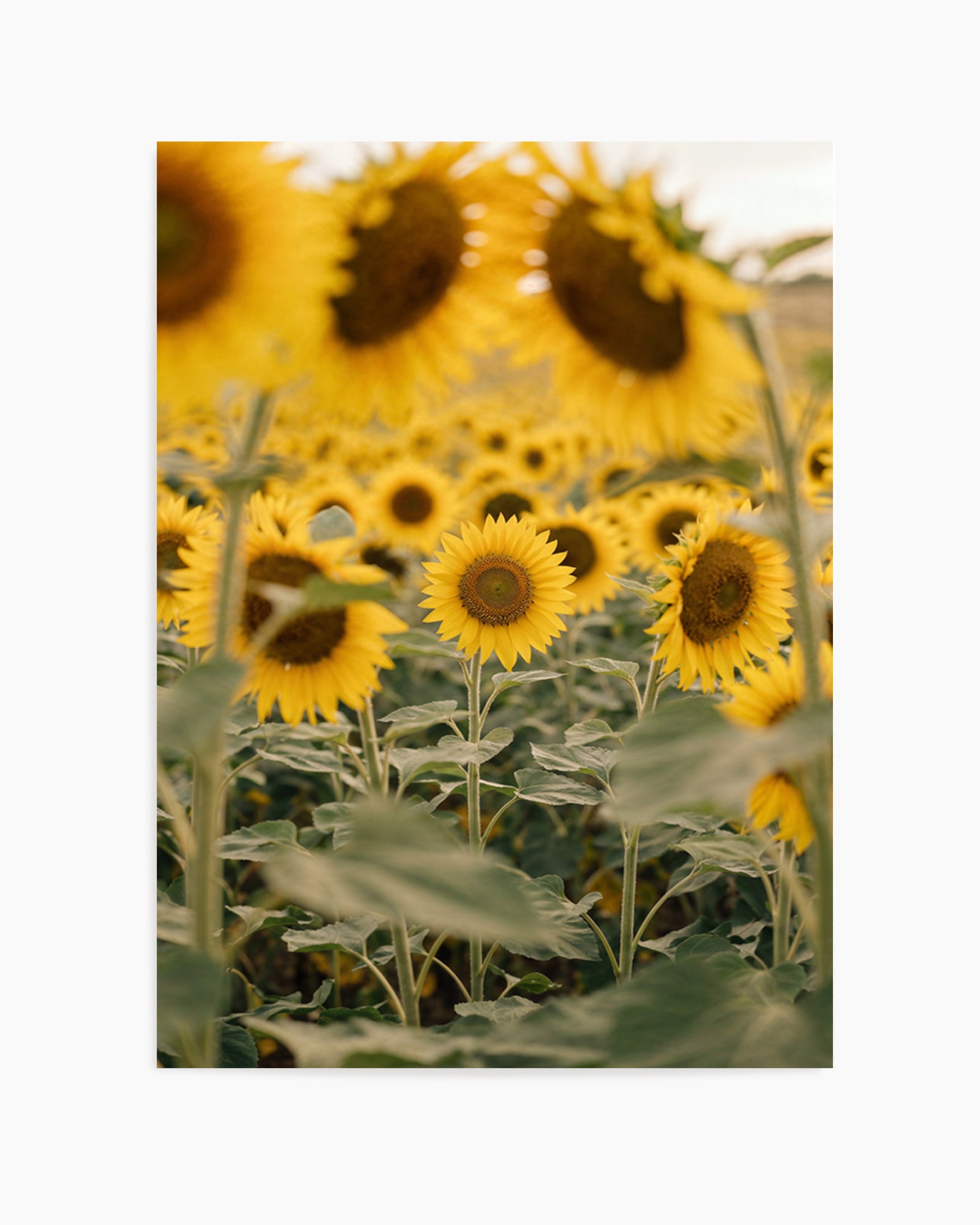 Sunflower Series 03 | Art Print