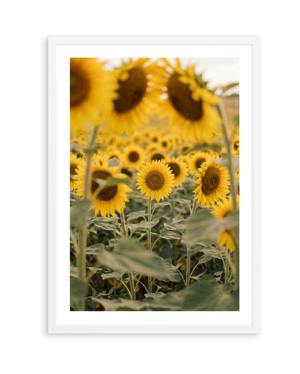 Sunflower Series 03 | Art Print