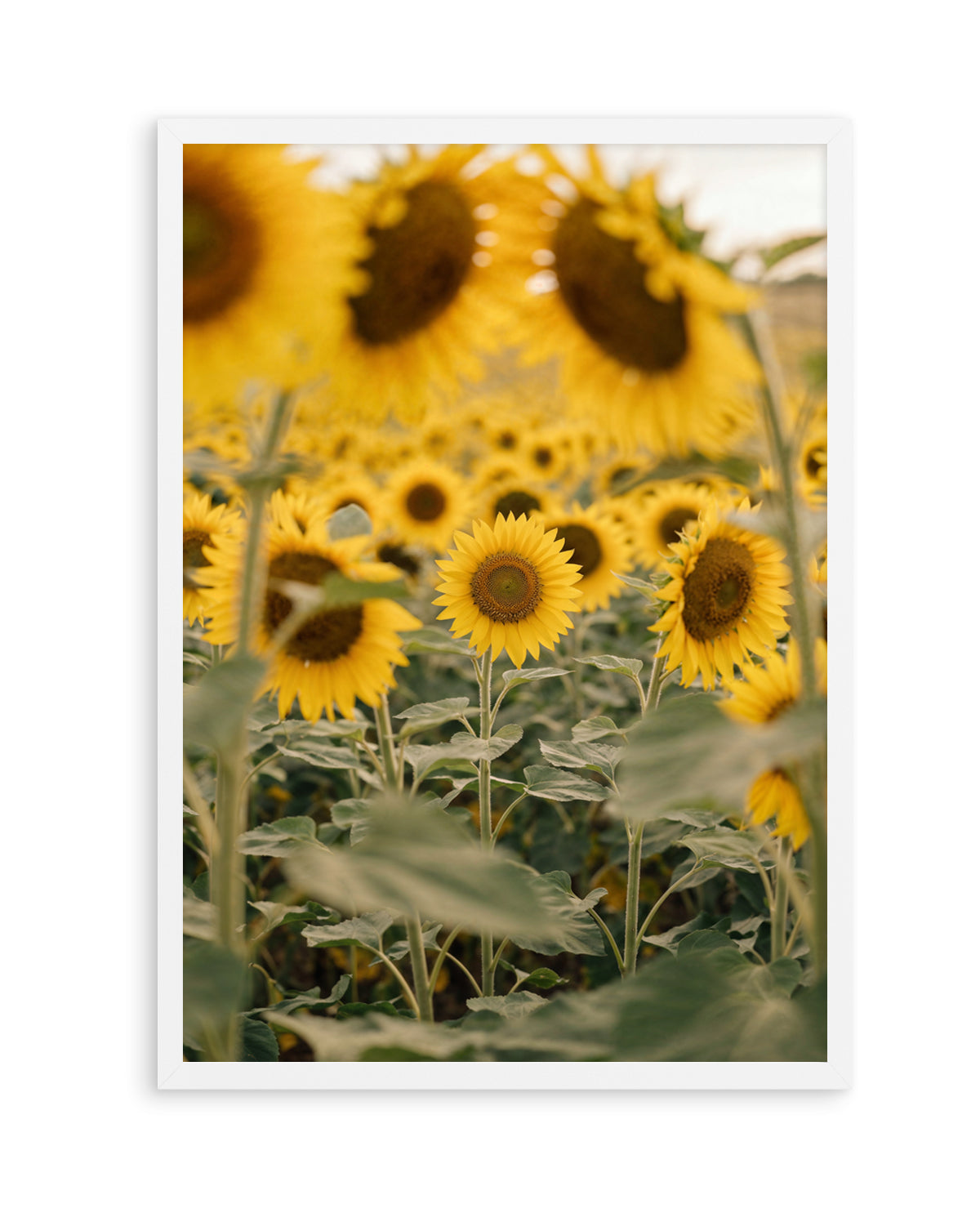 Sunflower Series 03 | Art Print