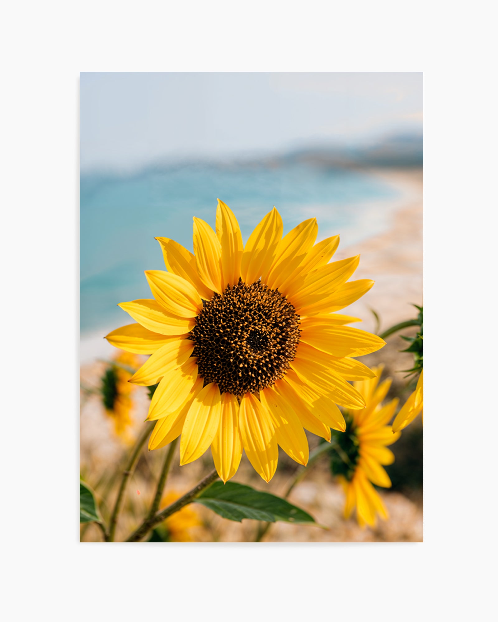 Sunflowers By the Sea 02 | Art Print
