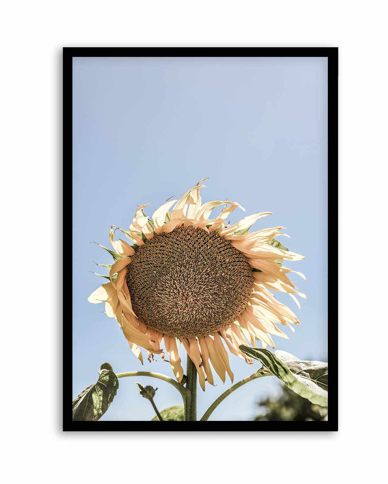 Sunny Bloom Shot by Clint | Art Print